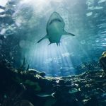Ripleys Aquarium - Toronto