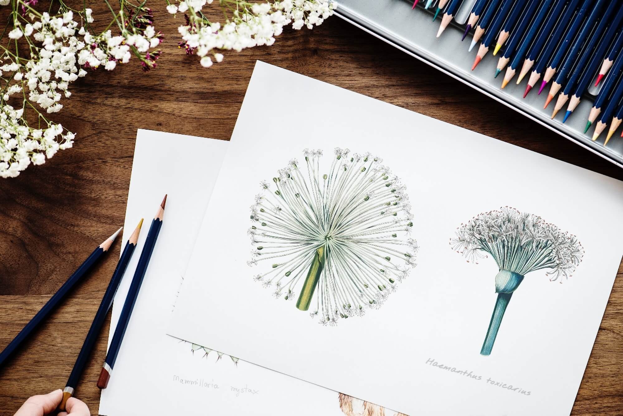 Sensational Illustrative Logos For Inspiration