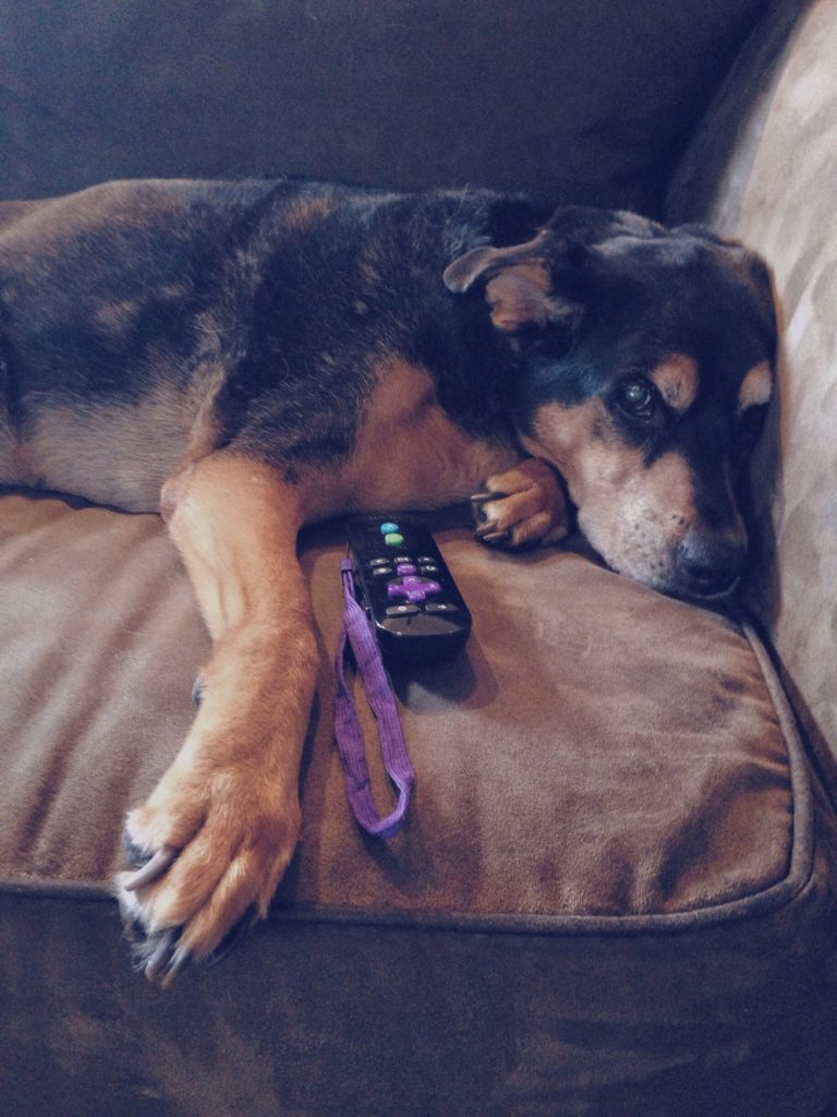 Digital Advertising On Platforms Like ROKU | Matchbox Design Group | St. Louis, MO Dog napping on couch. The Effects Of ’Cord-Cutters’ On Advertising.