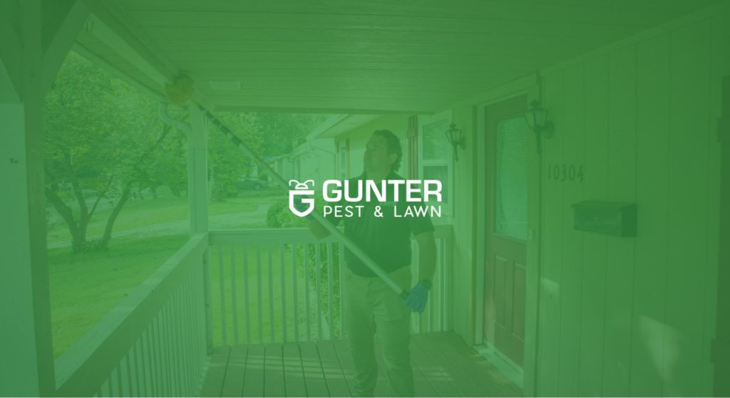 Pest Control SEO Case Study